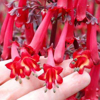 Phygelius COLORBURST™ 'Deep Red'