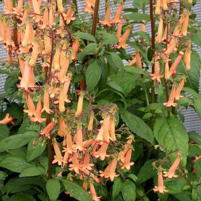 Phygelius COLORBURST™ 'Light Orange'