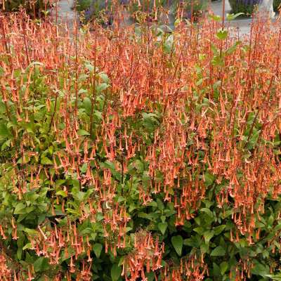 Phygelius COLORBURST™ 'Light Orange'