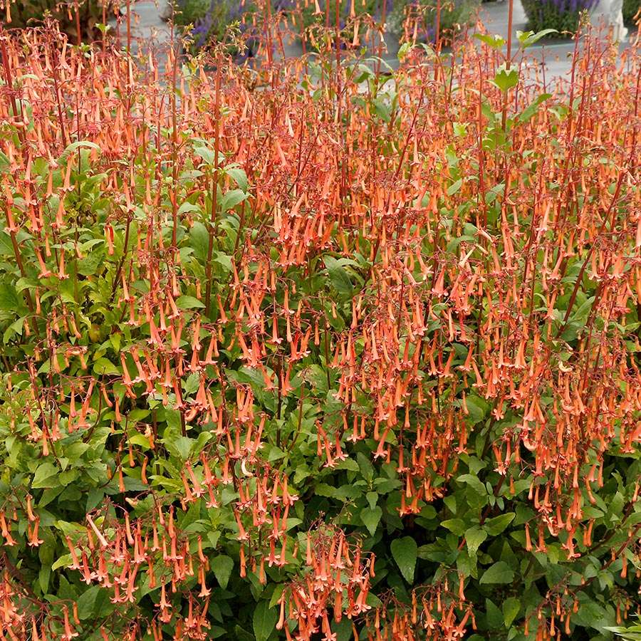 Phygelius COLORBURST™ 'Deep Red'