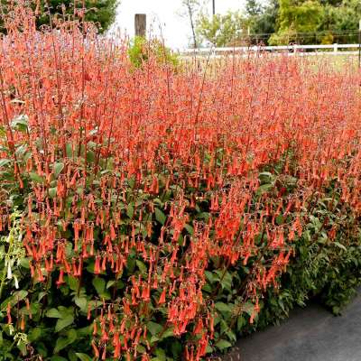 Phygelius COLORBURST™ 'Orange'