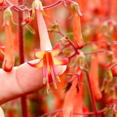 Phygelius COLORBURST™ 'Orange'