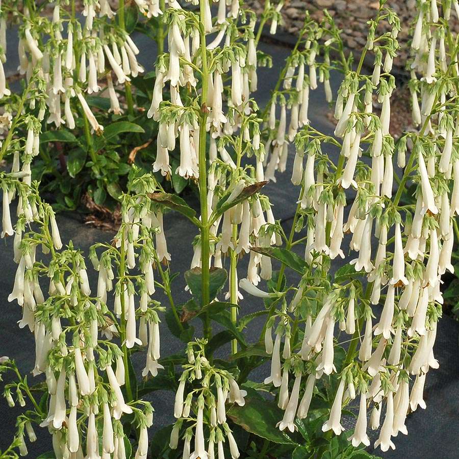 Phygelius COLORBURST™ 'White'