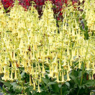 Phygelius COLORBURST™ 'Yellow'