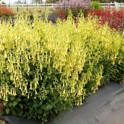 Phygelius COLORBURST™ 'Yellow'