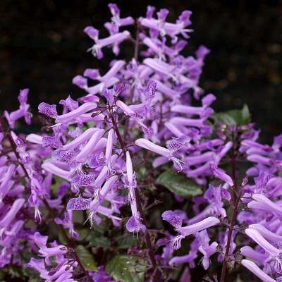 Plectranthus VELVET™ 'Diva'