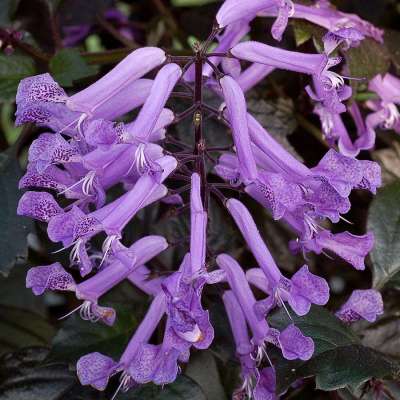 Plectranthus VELVET™ 'Diva'