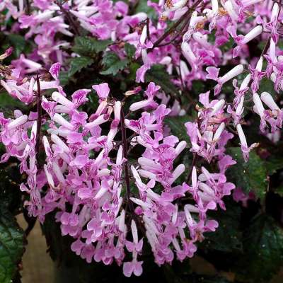 Plectranthus VELVET™ 'Lady'