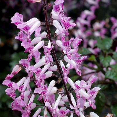 Plectranthus VELVET™ 'Lady'