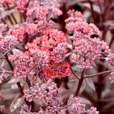 Sedum EVOLUTION™ 'Chocolate Fountain'