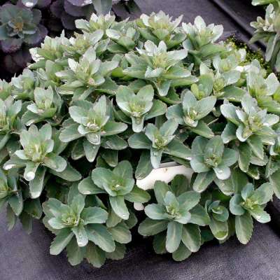 Sedum EVOLUTION™ 'Emerald Ice'