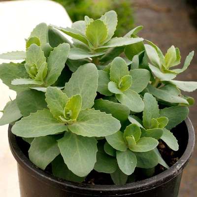 Sedum EVOLUTION™ 'Emerald Ice'