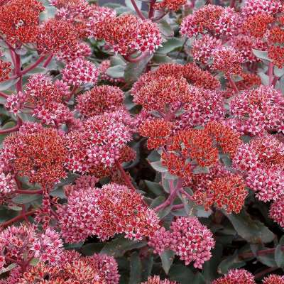 Sedum EVOLUTION™ 'Emerald Ice'