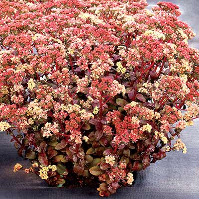 Sedum 'Peach Pearls'