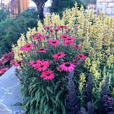 Agastache 'Kudos Yellow'