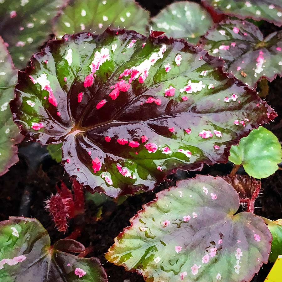 Begonia T-REX™ 'Painter's Palette' | TERRA NOVA® Nurseries, Inc.