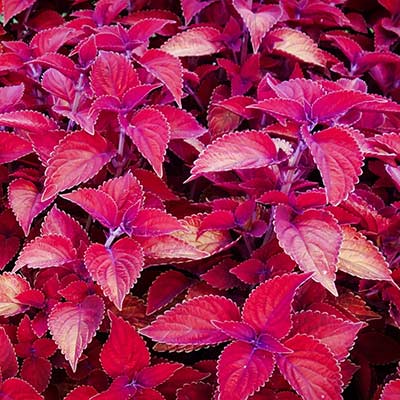 Coleus COLOR CLOUDS™ 'Valentine'