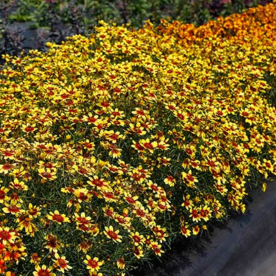 Coreopsis SUNSTAR™ 'Gold'