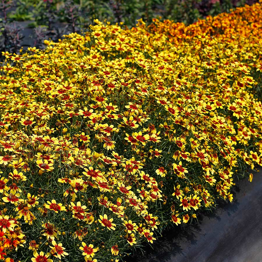 Coreopsis SUNSTAR™ 'Gold'