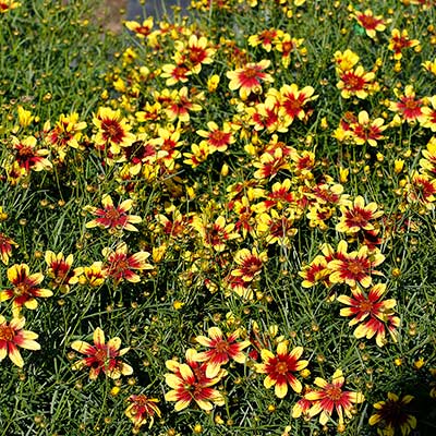 Coreopsis SUNSTAR™ 'Gold'