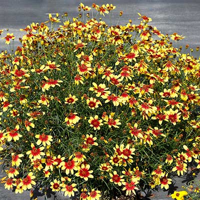 Coreopsis SUNSTAR™ 'Gold'