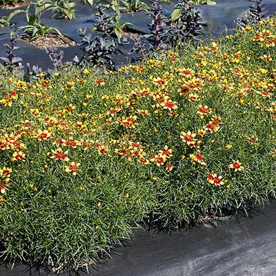 Coreopsis SUNSTAR™ 'Gold'