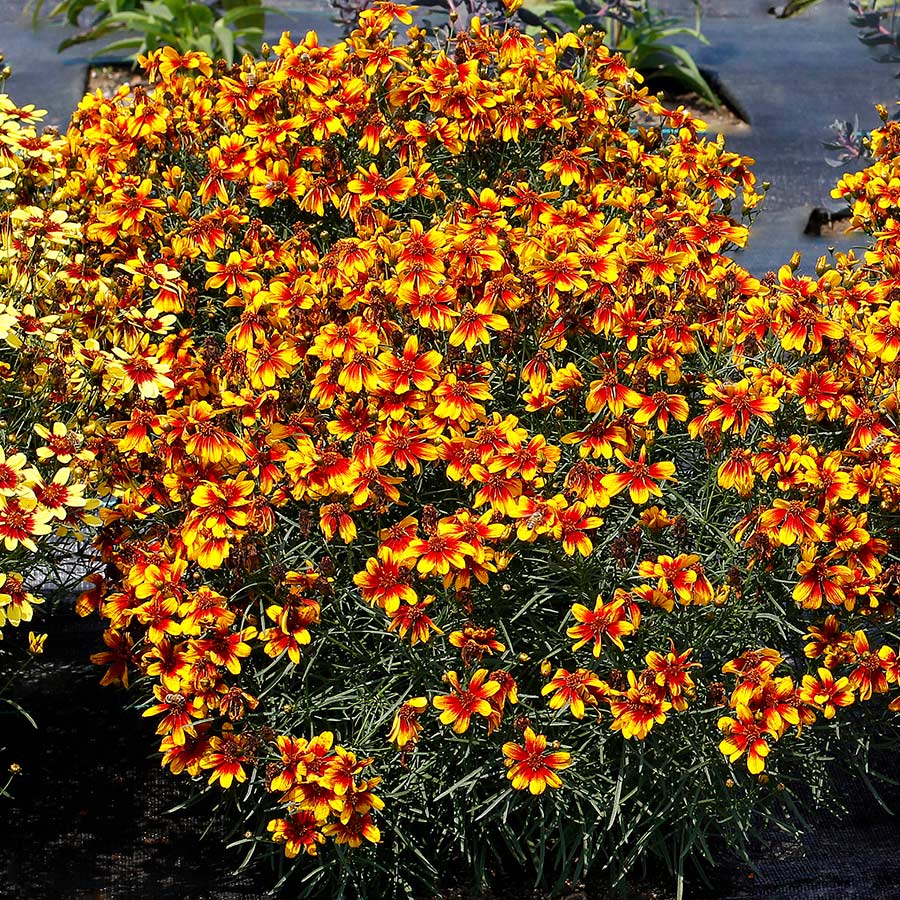 Coreopsis SUNSTAR™ 'Orange'