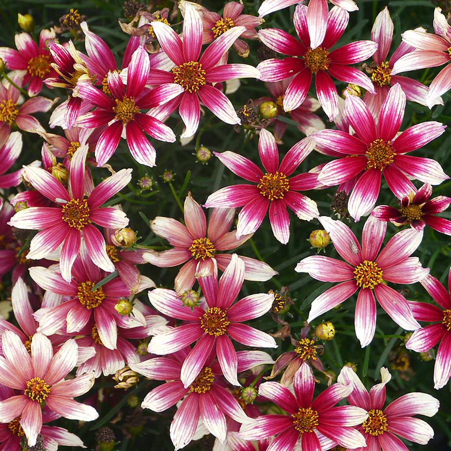 Coreopsis SUNSTAR™ 'Rose'