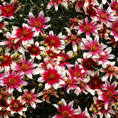 Coreopsis SUNSTAR™ 'Rose'