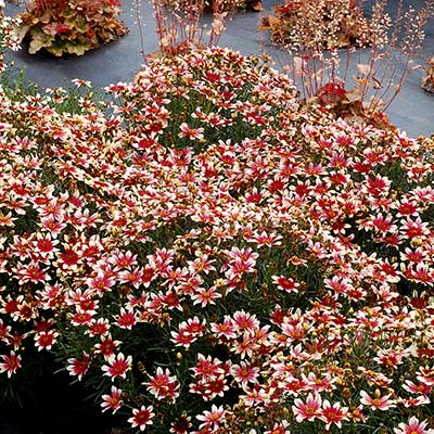 Coreopsis SUNSTAR™ 'Rose'