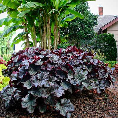 Heuchera GRANDE™ 'Black'