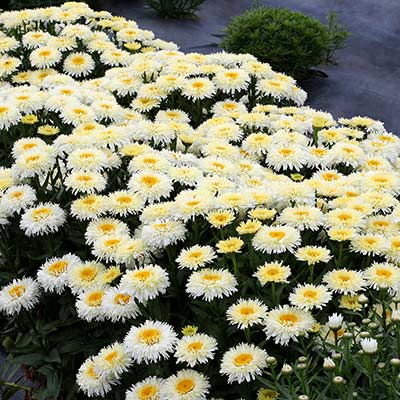 Leucanthemum 'King's Crown'