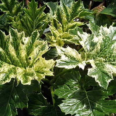 Acanthus 'Tasmanian Angel'