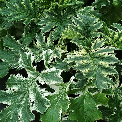 Acanthus 'Tasmanian Angel'