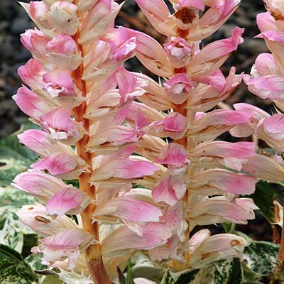 Acanthus 'Tasmanian Angel'