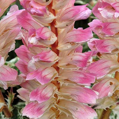 Acanthus 'Tasmanian Angel'