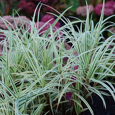 Carex 'Spark Plug'