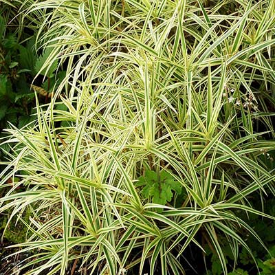 Carex 'Spark Plug'