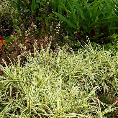 Carex 'Spark Plug'