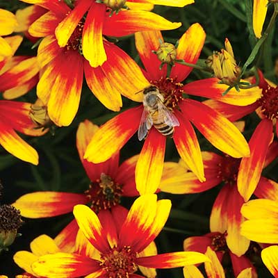 Coreopsis 'Lightning Bug'