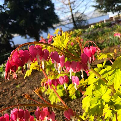 Dicentra 'Gold Heart'