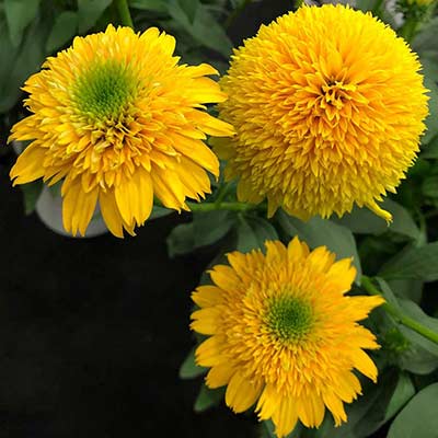 Echinacea CARA MIA™ 'Yellow'