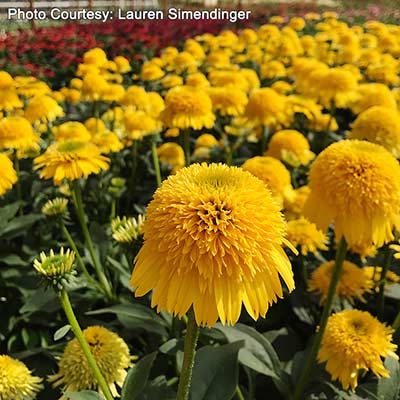 Echinacea CARA MIA™ 'Yellow'