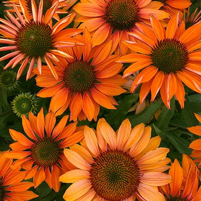 Echinacea PRIMA™ 'Ginger'