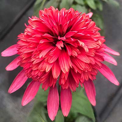 Echinacea SUPREME™ 'Flamingo'