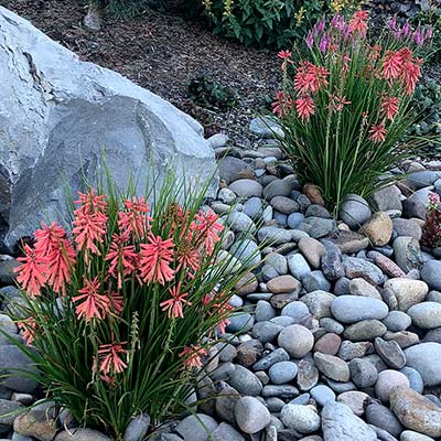 Kniphofia POCO™ 'Red'