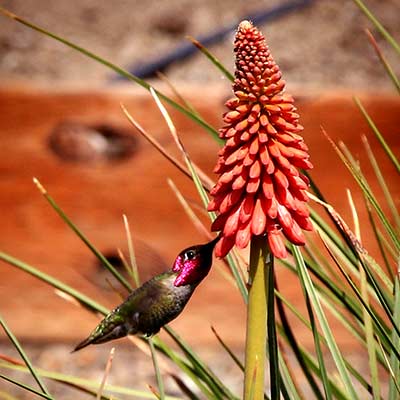 Kniphofia POCO™ 'Red'