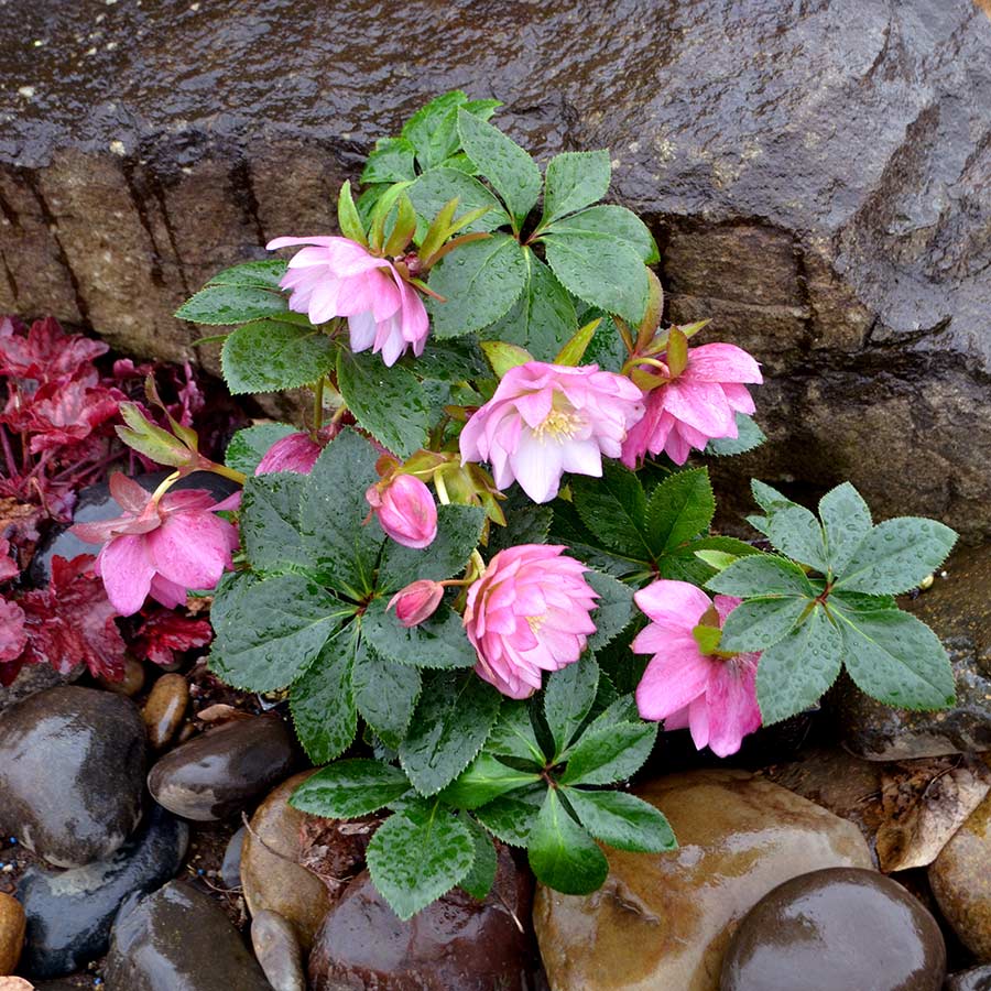 Helleborus NORTH STAR™ 'Pink'