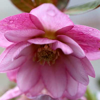 Helleborus NORTH STAR™ 'Pink'