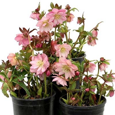 Helleborus NORTH STAR™ 'Pink'